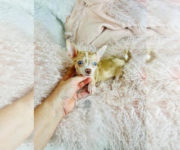 Medium Photo #21 Chihuahua Puppy For Sale in PEMBROKE PINES, FL, USA