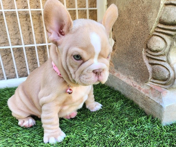 Medium Photo #17 French Bulldog Puppy For Sale in LAS VEGAS, NV, USA