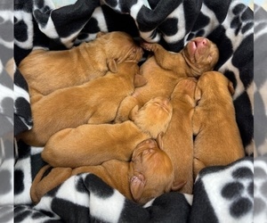 Vizsla Puppy for Sale in ROYSTON, Georgia USA