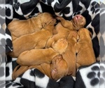 Small Vizsla