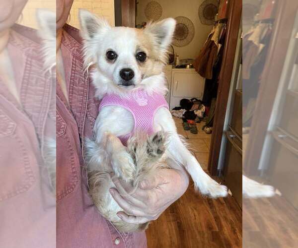 Medium Photo #3 Chiranian Puppy For Sale in Bellingham, WA, USA