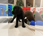 Small Photo #10 Sheprador Puppy For Sale in AURORA, OR, USA