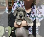 Small Photo #24 Great Dane Puppy For Sale in OGDEN, UT, USA