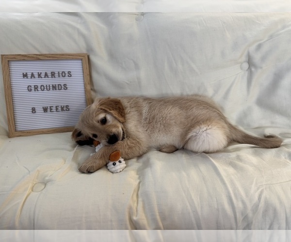 Medium Photo #5 Golden Retriever Puppy For Sale in CONWAY, SC, USA