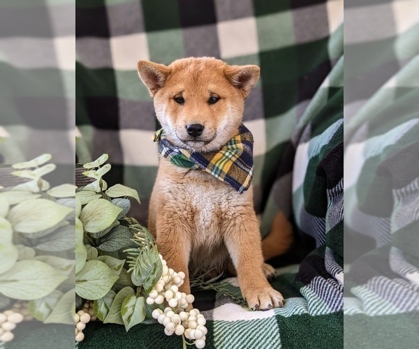 Medium Photo #3 Shiba Inu Puppy For Sale in OXFORD, PA, USA
