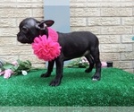 Small #2 American Staffordshire Terrier-French Bulldog Mix