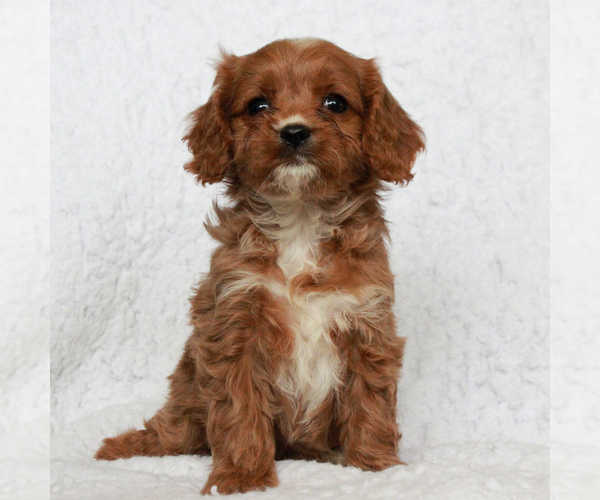 Medium Photo #1 Cavapoo Puppy For Sale in HONEY BROOK, PA, USA