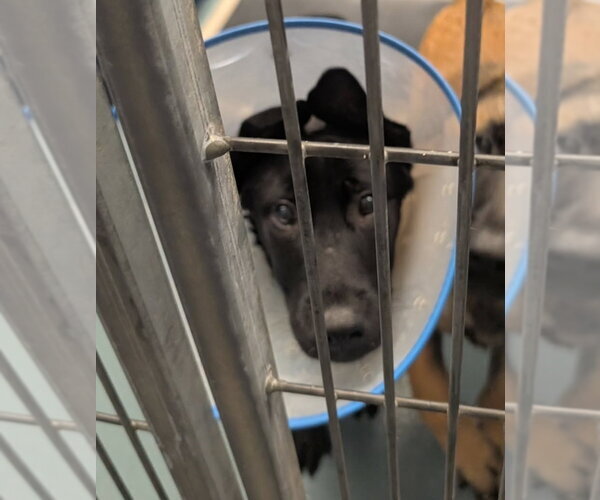 Medium Photo #2 German Shepherd Dog-Unknown Mix Puppy For Sale in Lakewood, CO, USA
