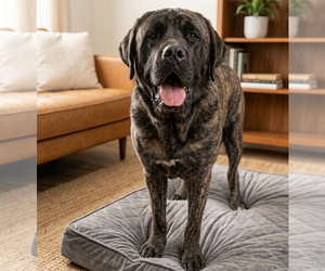 Mastiff-Unknown Mix Dogs for adoption in Vail, AZ, USA