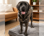 Small Mastiff Mix