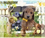 Small Photo #1 Poodle (Standard) Puppy For Sale in CAPE CORAL, FL, USA