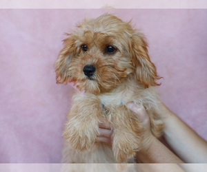 Cavapoo Puppy for Sale in LIBERTY, Kentucky USA