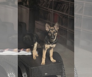 German Shepherd Dog Puppy for sale in BROOKLYN, NY, USA