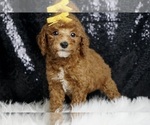 Puppy Firefox AKC Poodle (Miniature)