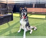 Small #1 Siberian Husky