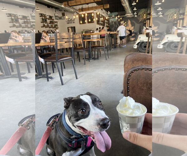 Medium Photo #2 Boston Terrier-Unknown Mix Puppy For Sale in Sanford, FL, USA