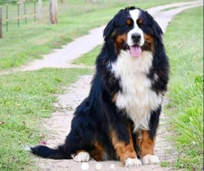 Father of the Bernese Mountain Dog puppies born on 05/16/2025