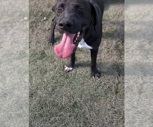 Fletcher - Male Labrador Retriever-Unknown Mix Dog for Adoption - Photo #2