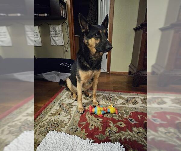 Medium Photo #1 German Shepherd Dog-Unknown Mix Puppy For Sale in San Antonio, TX, USA