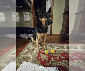 German Shepherd Dog-Unknown Mix Dogs for adoption in San Antonio, TX, USA