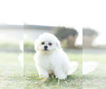 Small Photo #6 Bichon Frise Puppy For Sale in WARSAW, IN, USA