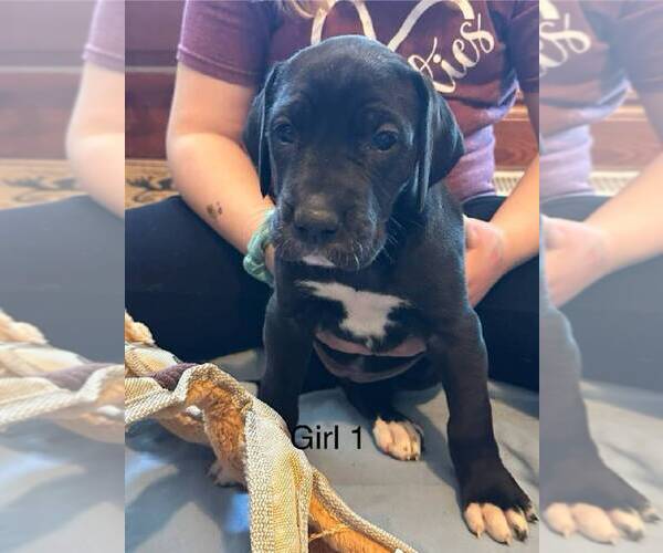 Medium Photo #1 Great Dane Puppy For Sale in RUSSELL, IA, USA