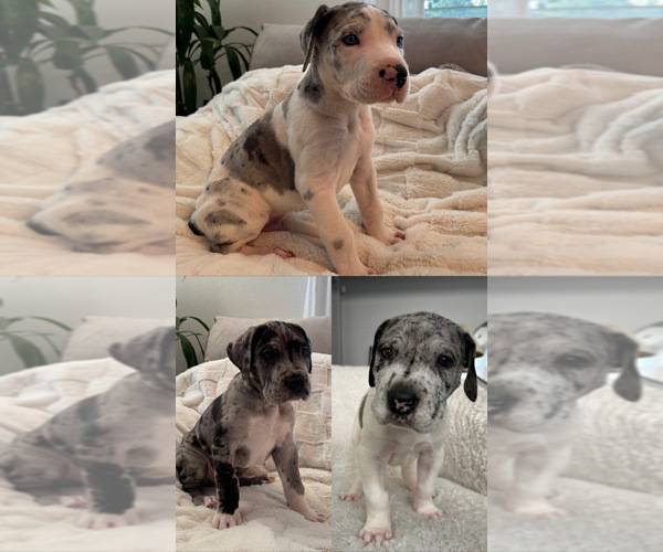 Medium Photo #1 Great Dane Puppy For Sale in BEAUMONT, CA, USA