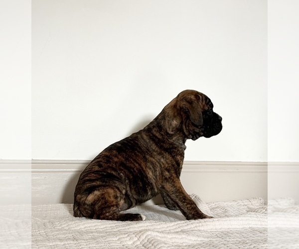 Medium Photo #4 Boxer Puppy For Sale in DENVER, PA, USA
