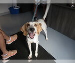 Small Beagle