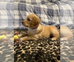 Small Photo #2 Golden Retriever Puppy For Sale in PLUMMER, ID, USA