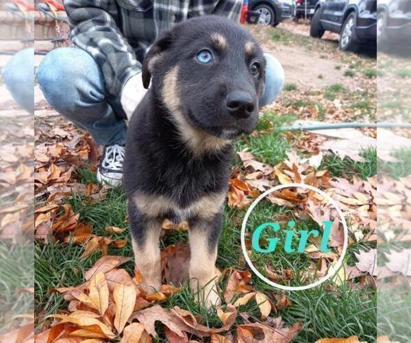 Medium Photo #1 Goberian Puppy For Sale in UXBRIDGE, MA, USA