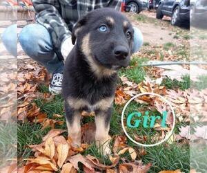 Goberian Puppy for sale in UXBRIDGE, MA, USA