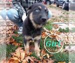 Small Photo #1 Goberian Puppy For Sale in UXBRIDGE, MA, USA