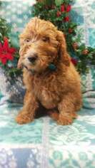 Goldendoodle Puppy for sale in BIRD IN HAND, PA, USA