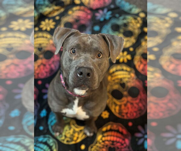 Medium Photo #1 American Pit Bull Terrier-Unknown Mix Puppy For Sale in SACRAMENTO, CA, USA