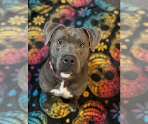American Pit Bull Terrier-Unknown Mix Dogs for adoption in SACRAMENTO, CA, USA