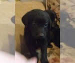 Small Photo #13 Labrador Retriever Puppy For Sale in ORANGE, MA, USA