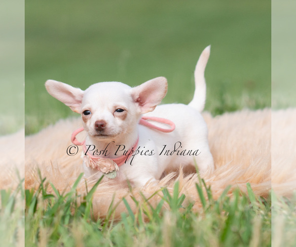 Medium Photo #4 Chihuahua Puppy For Sale in WARSAW, IN, USA