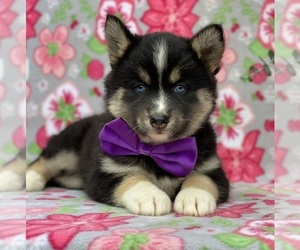 Pomsky Puppy for sale in LANCASTER, PA, USA