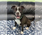 Small #2 American Pit Bull Terrier Mix