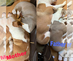 Father of the American Pit Bull Terrier puppies born on 03/09/2024