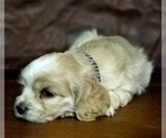 Small Photo #9 Cocker Spaniel Puppy For Sale in TERRY, MS, USA