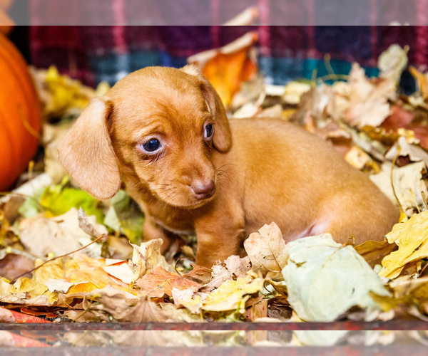 Medium Photo #20 Dachshund Puppy For Sale in WAKARUSA, IN, USA