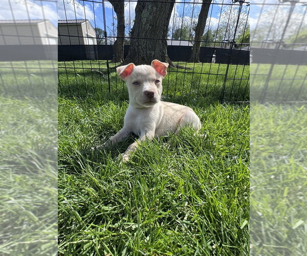 Medium Photo #3 Siberian Husky-Unknown Mix Puppy For Sale in Springdale, PA, USA