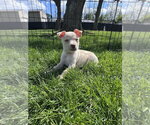 Small #2 Siberian Husky Mix