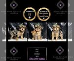 Puppy Skip F1B Morkie