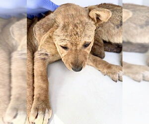 Rhodesian Ridgeback-Unknown Mix Dogs for adoption in Houston, TX, USA