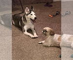 Small #2 Huskies  Mix