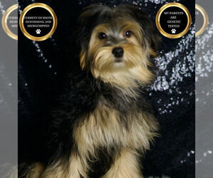 Medium Morkie