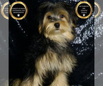 Puppy Stark F1B Morkie